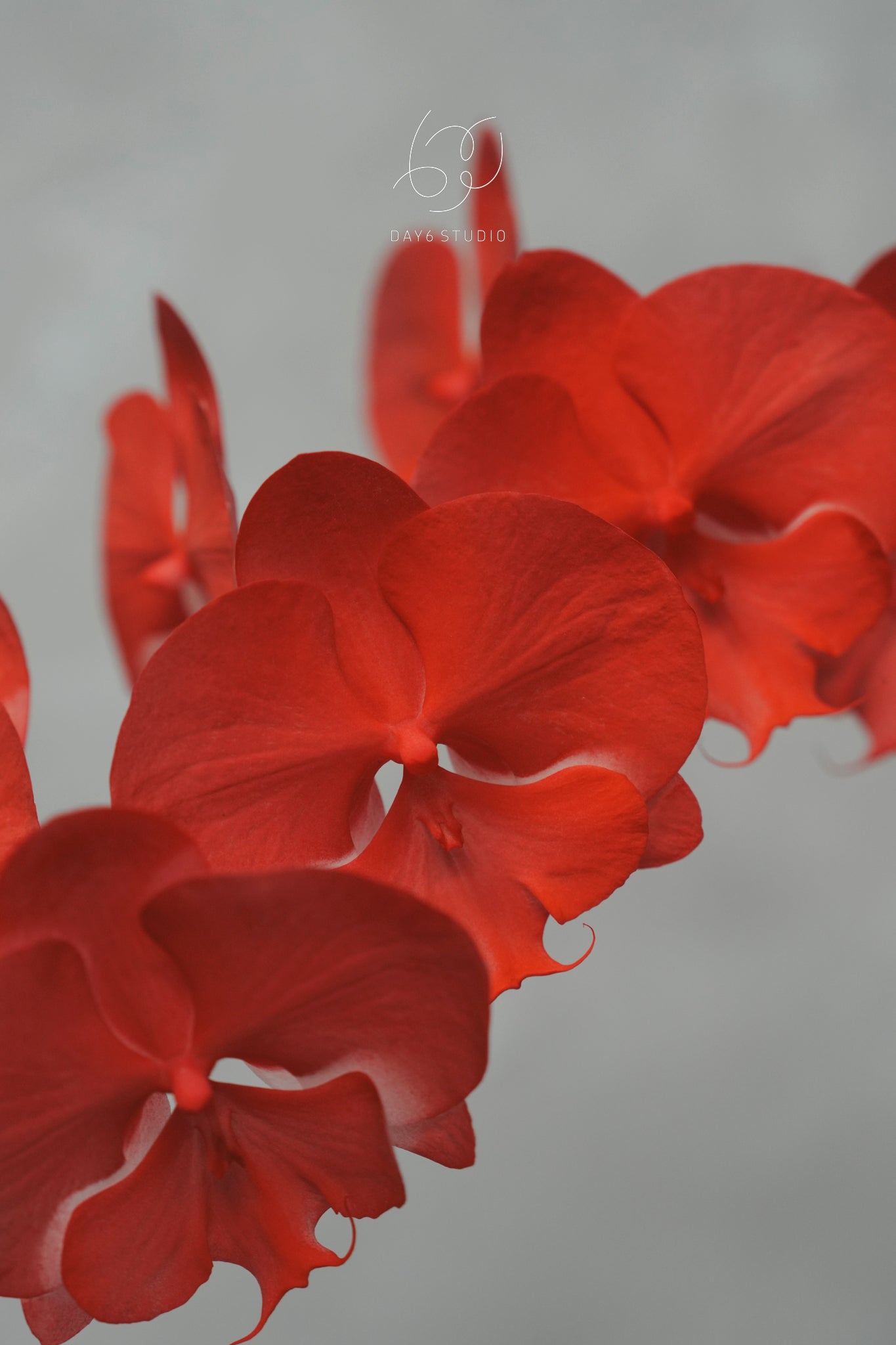 Special Tinted Orchid - CB Single Colour Dancing Flamingo