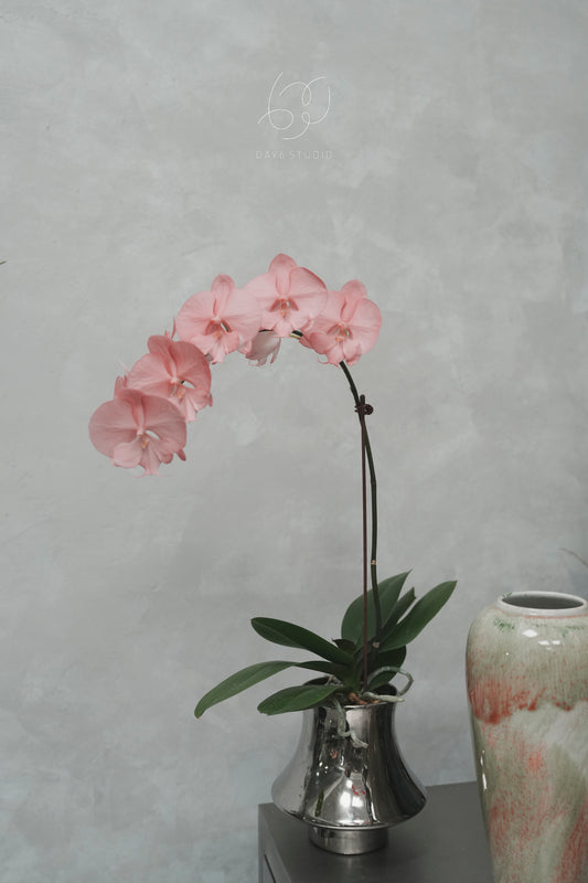 Special Tinted Orchid - CB Single Colour Dusty Rose