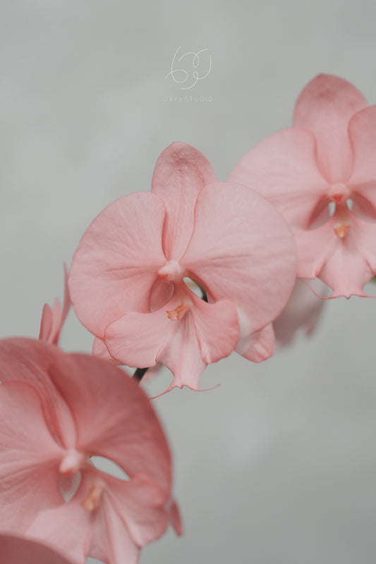 Special Tinted Orchid - CB Single Colour Dusty Rose