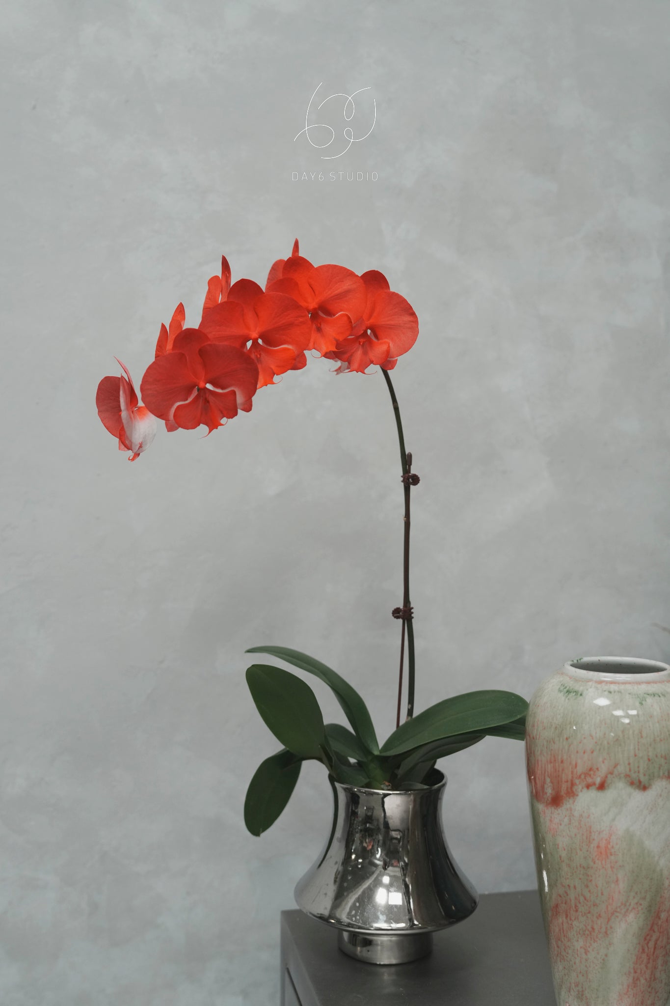 Special Tinted Orchid - CB Single Colour Dancing Flamingo