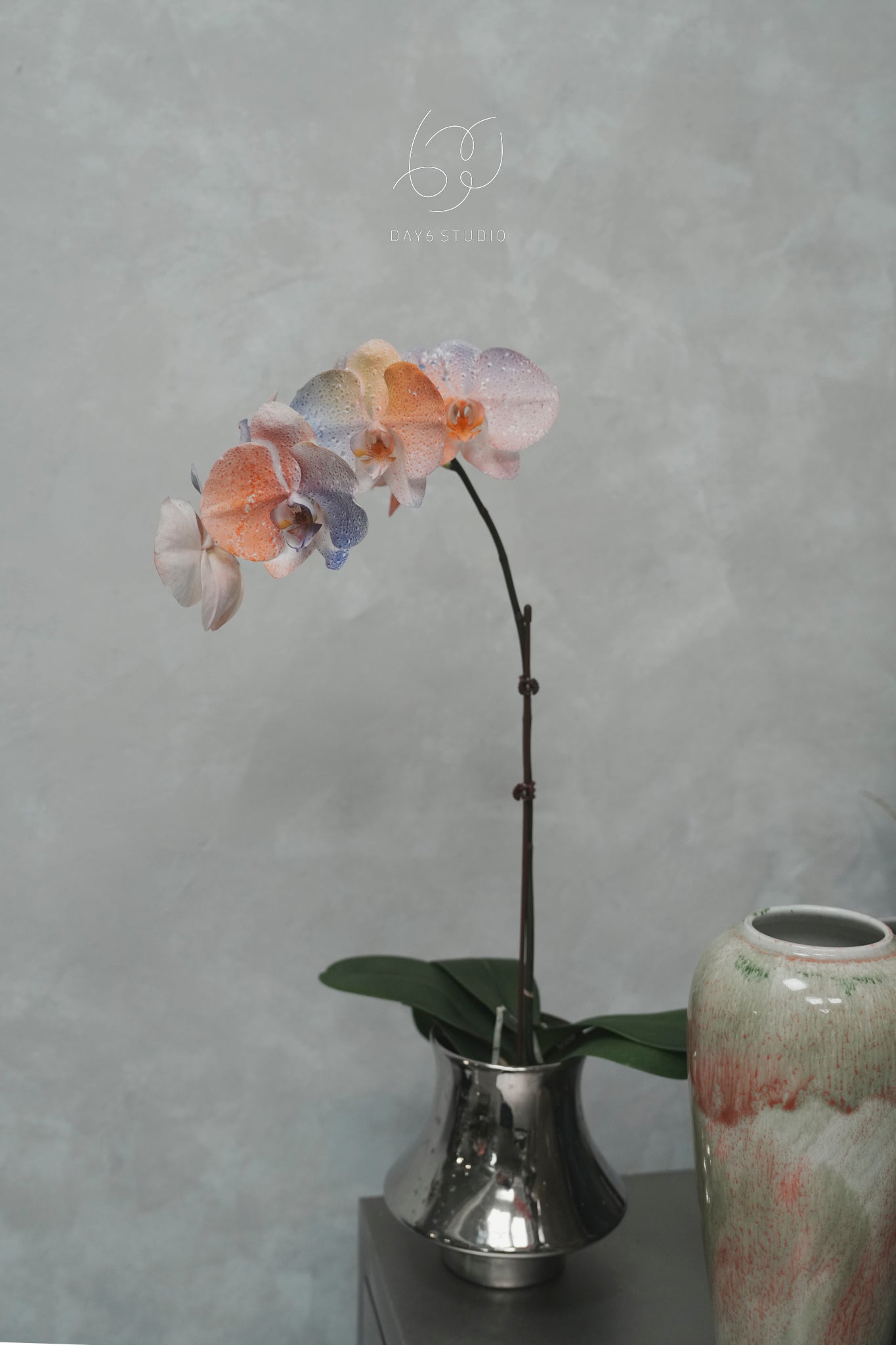 Special Tinted Orchid - V3 Single Colour Festive Bubbles
