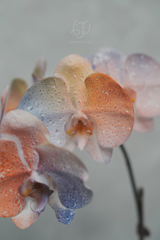 Special Tinted Orchid - V3 Single Colour Festive Bubbles