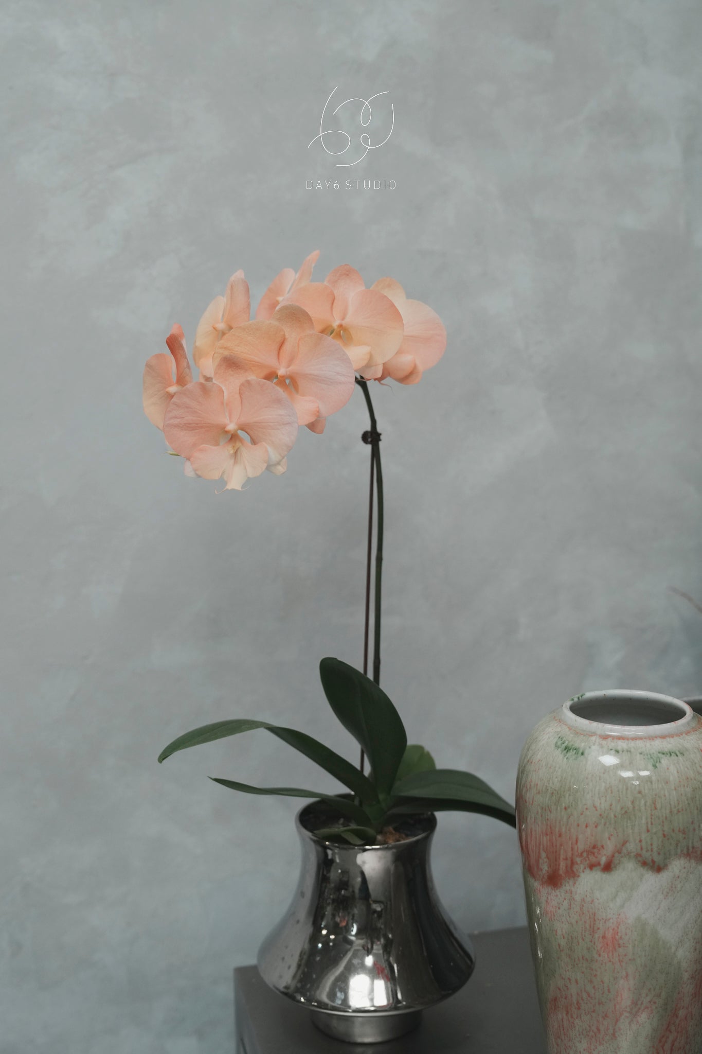 Special Tinted Orchid - CB Single Colour Dreamy Sunset