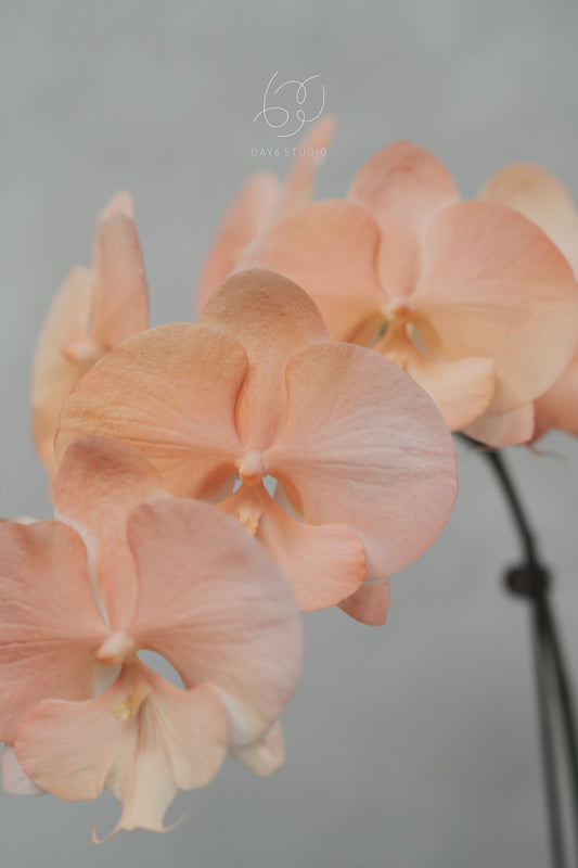 Special Tinted Orchid - CB Single Colour Dreamy Sunset