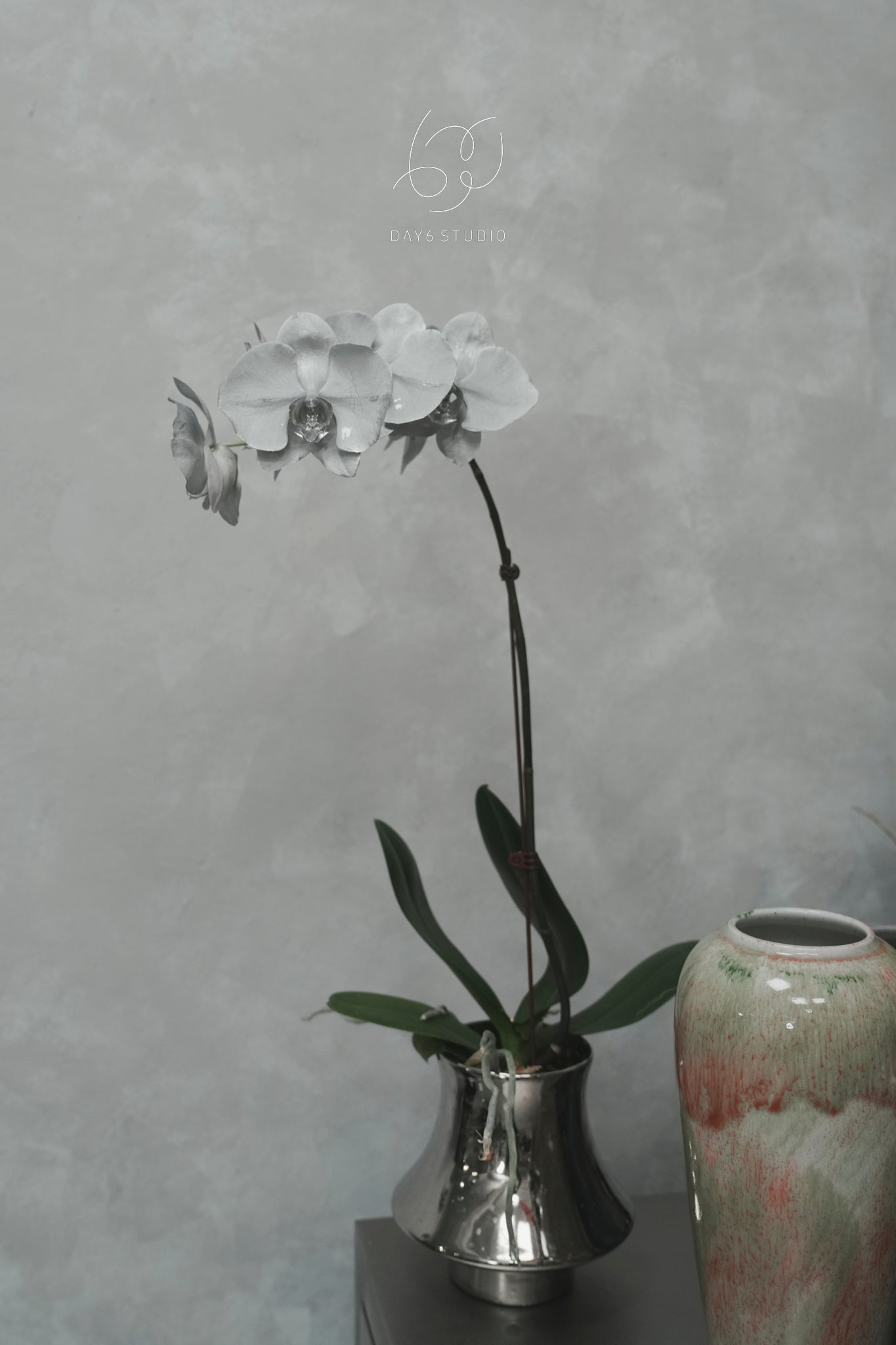 Special Tinted Orchid - V3 Single Colour Silver Moon