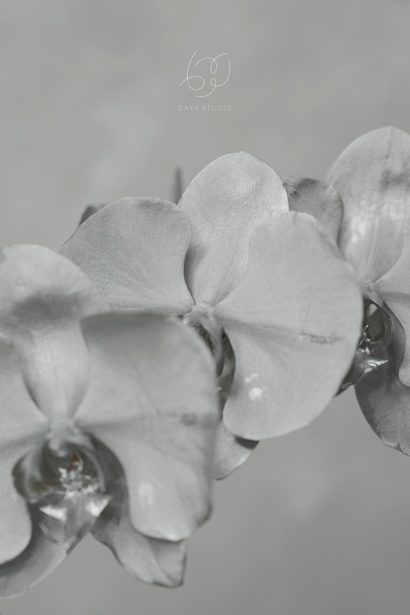 Special Tinted Orchid - V3 Single Colour Silver Moon