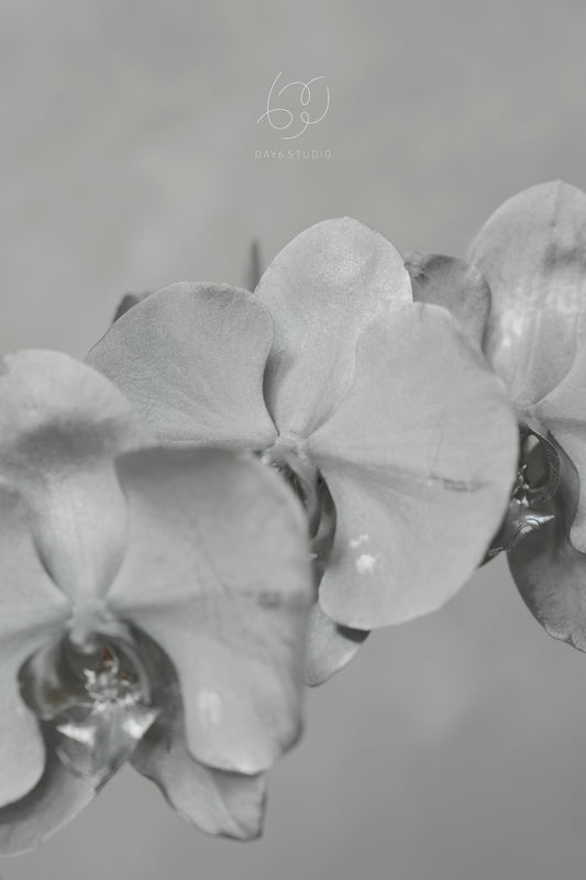 Special Tinted Orchid - V3 Single Colour Silver Moon